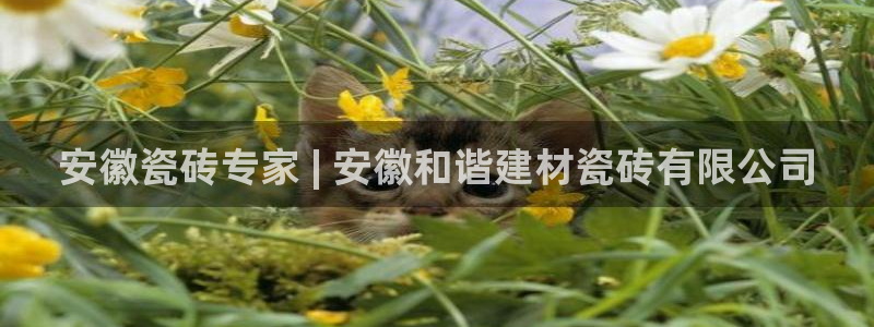 杏鑫平台注册入口