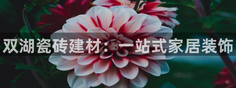 杏鑫平台注册入口在哪