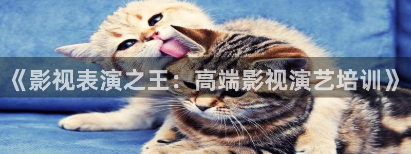 战地影院善良的嫂子：《影视表演之王：高端影视演艺培训》